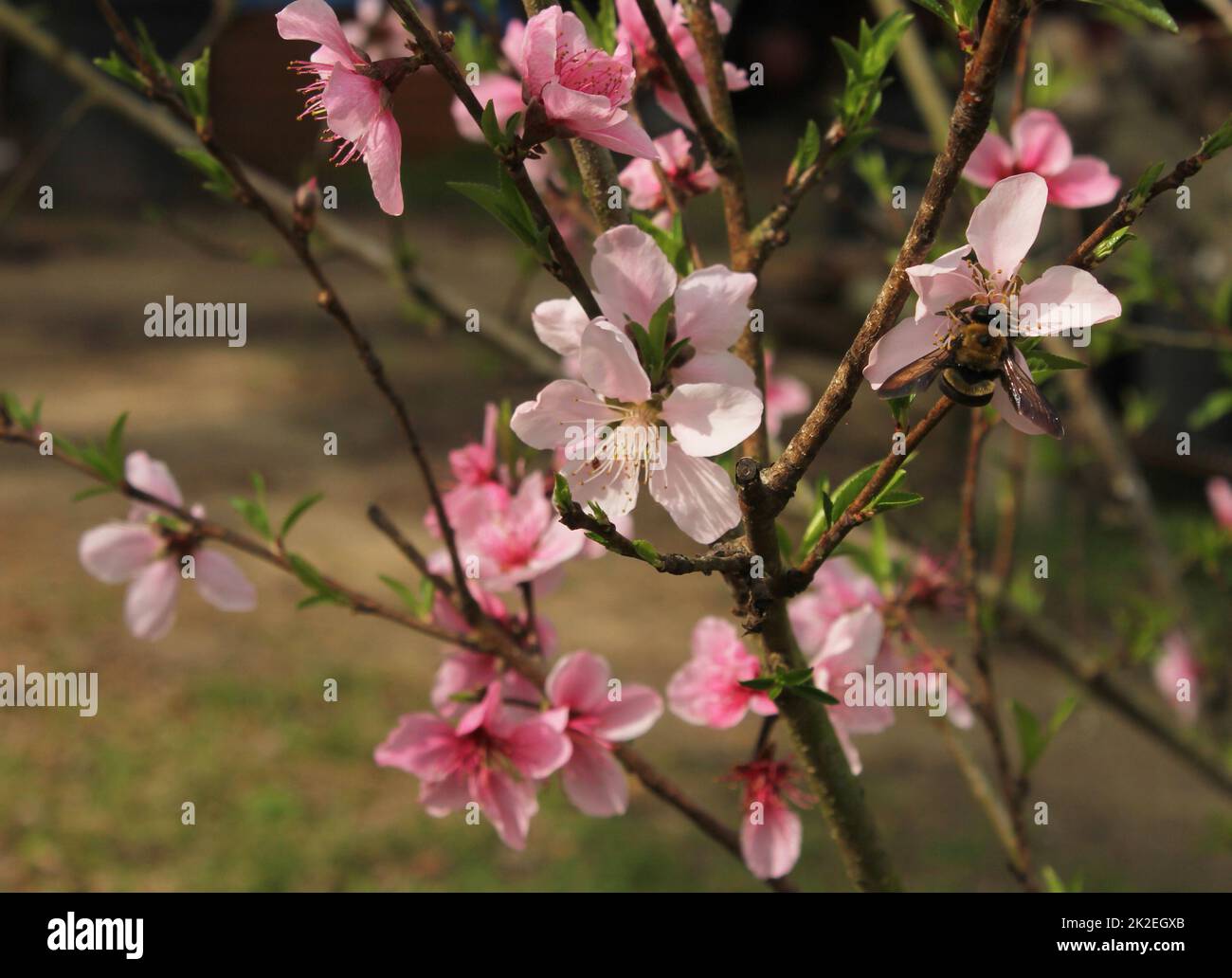 Peach Tree with Pink Blossoms and Bee Close up Stock Photo