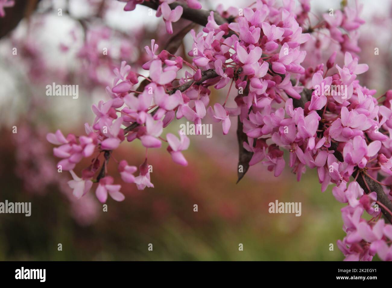 Texas Redbud Tree Cercis canadensis Close up Stock Photo