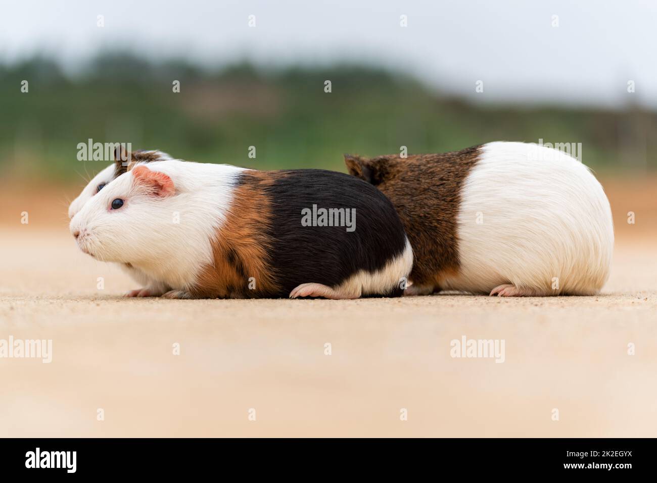 Three guinea pigs on a concrete pavement Stock Photo Alamy