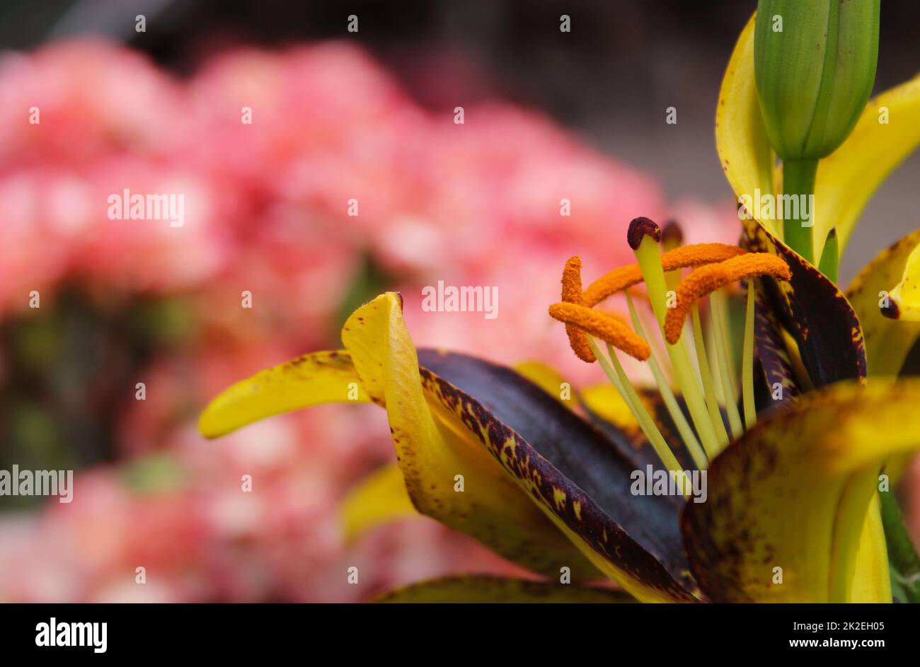 Black and Gold Lily Lilium Lionheart growing in outdoor garden Stock