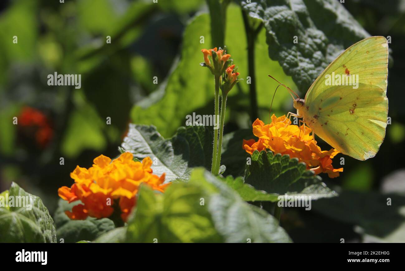 Orange Sulphur Butterfly, Colias erythrocyte, on orange Lantana Stock Photo