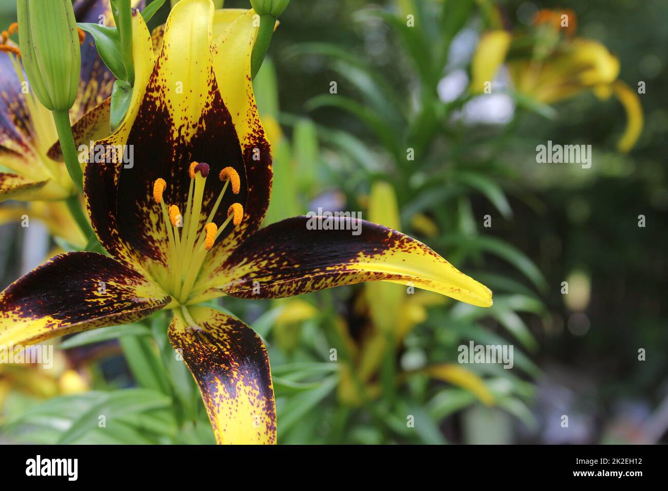 Black and Gold Lily Lilium Lionheart growing in outdoor garden Stock
