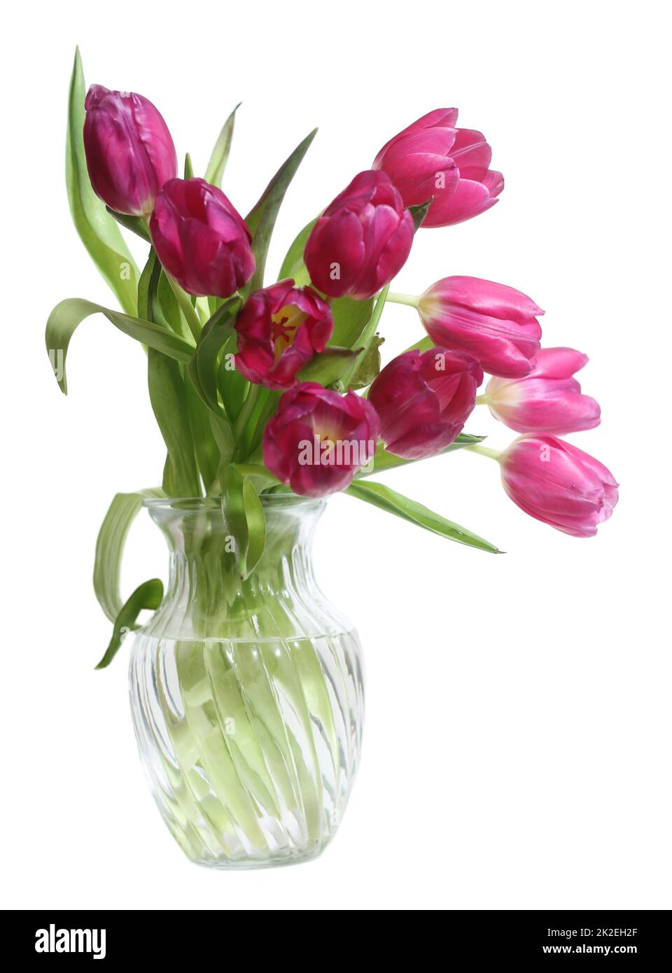 Bouquet of Pink Dutch Tulips Isolated on White Background Stock Photo ...