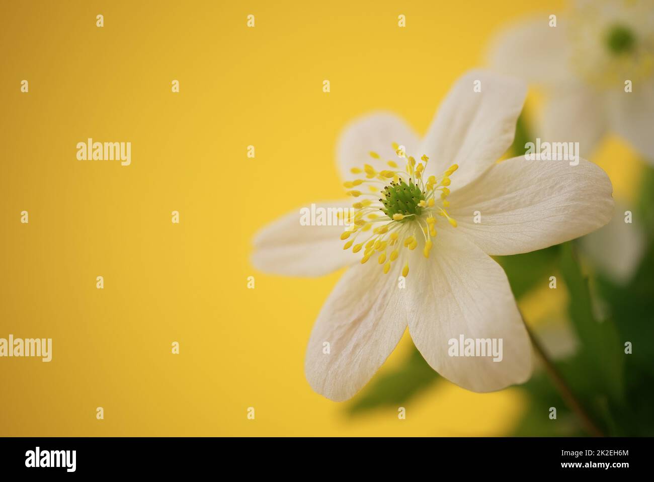 Spring background with blooming white flowers Stock Photo - Alamy
