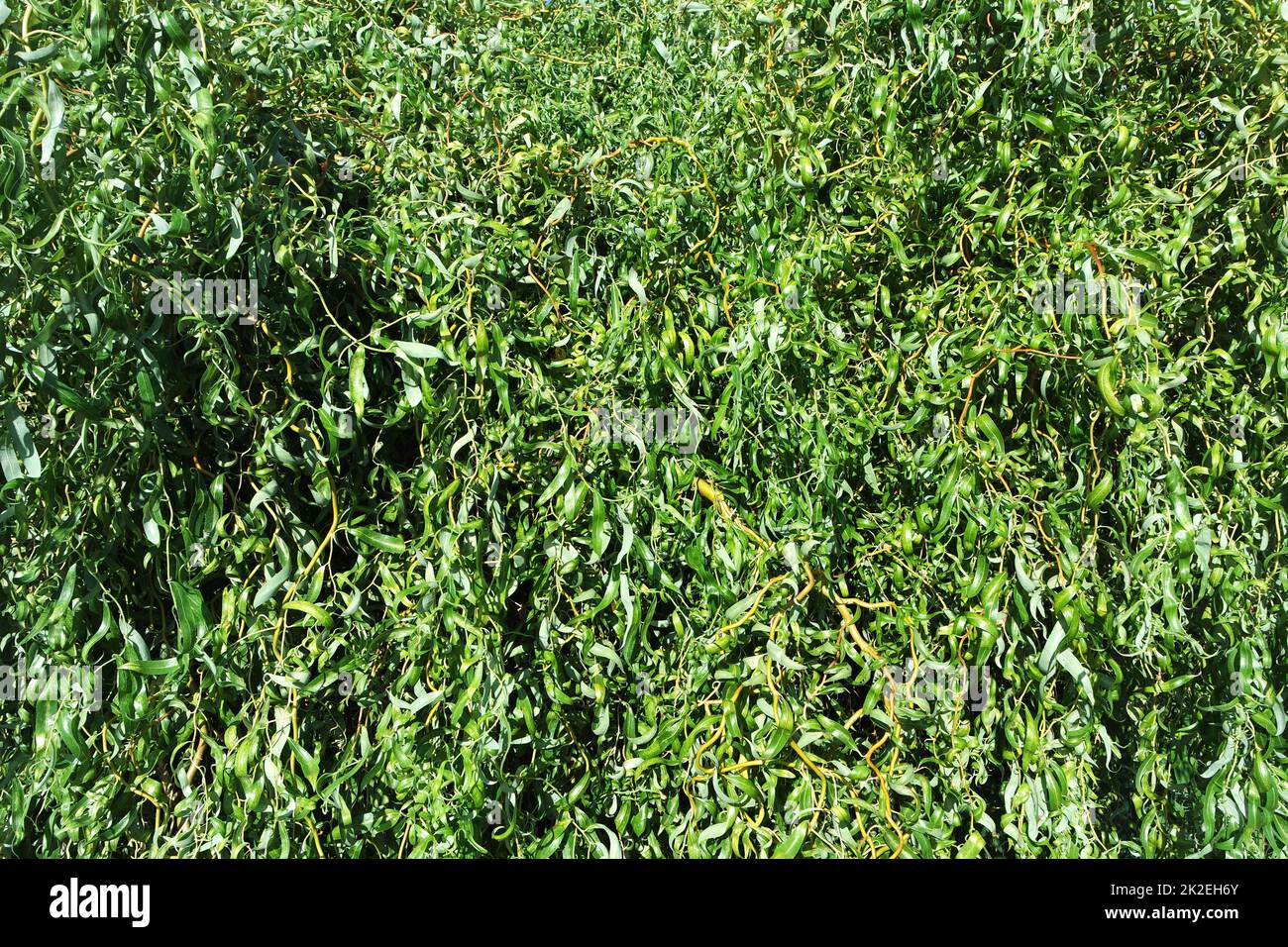 Corkscrew willow leaves Stock Photo Alamy