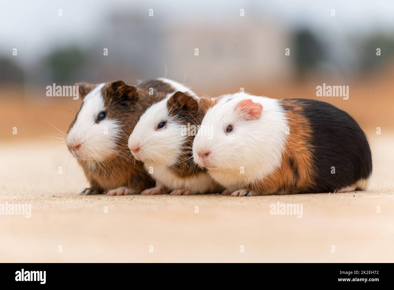 Three guinea pigs on a concrete pavement Stock Photo Alamy