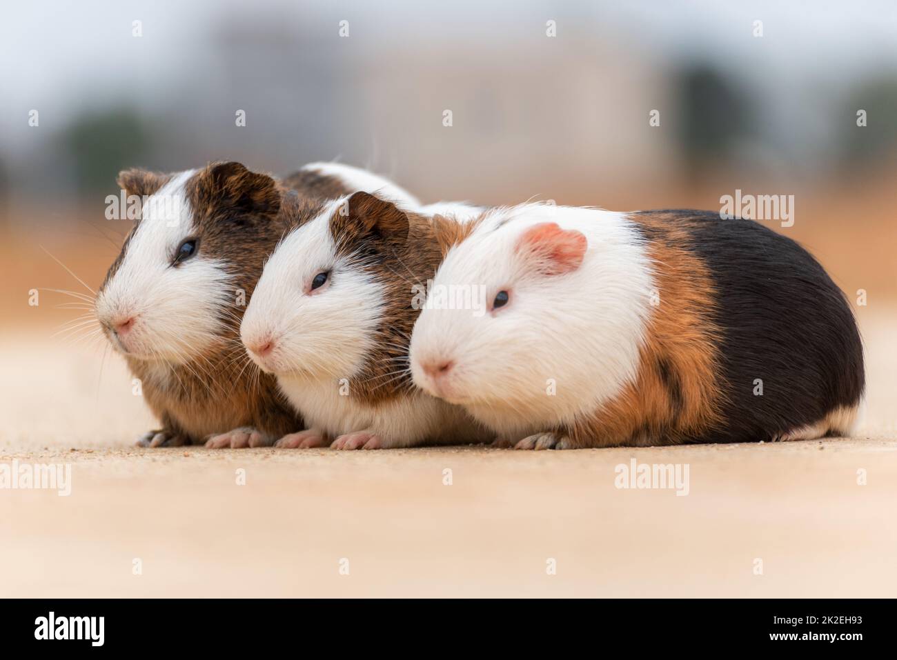 Three guinea pigs on a concrete pavement Stock Photo Alamy