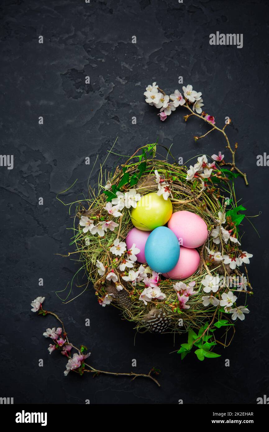 Nest with Easter eggs and blooming branches on black background Stock Photo