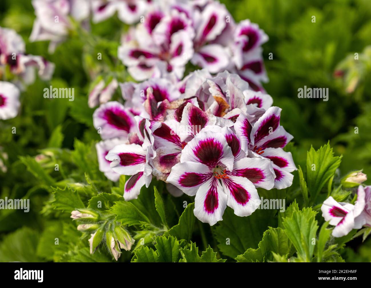 Flowers of a surfinia Stock Photo
