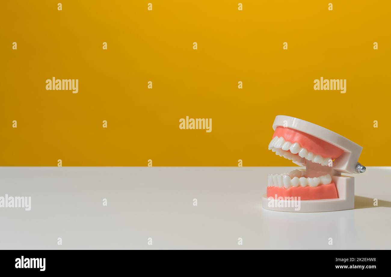 plastic model of a human jaw with white teeth on a yellow background, oral hygien Stock Photo