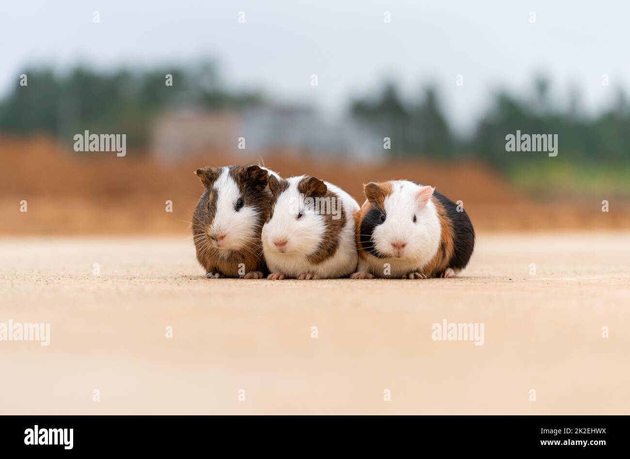 Three guinea pigs on a concrete pavement Stock Photo Alamy
