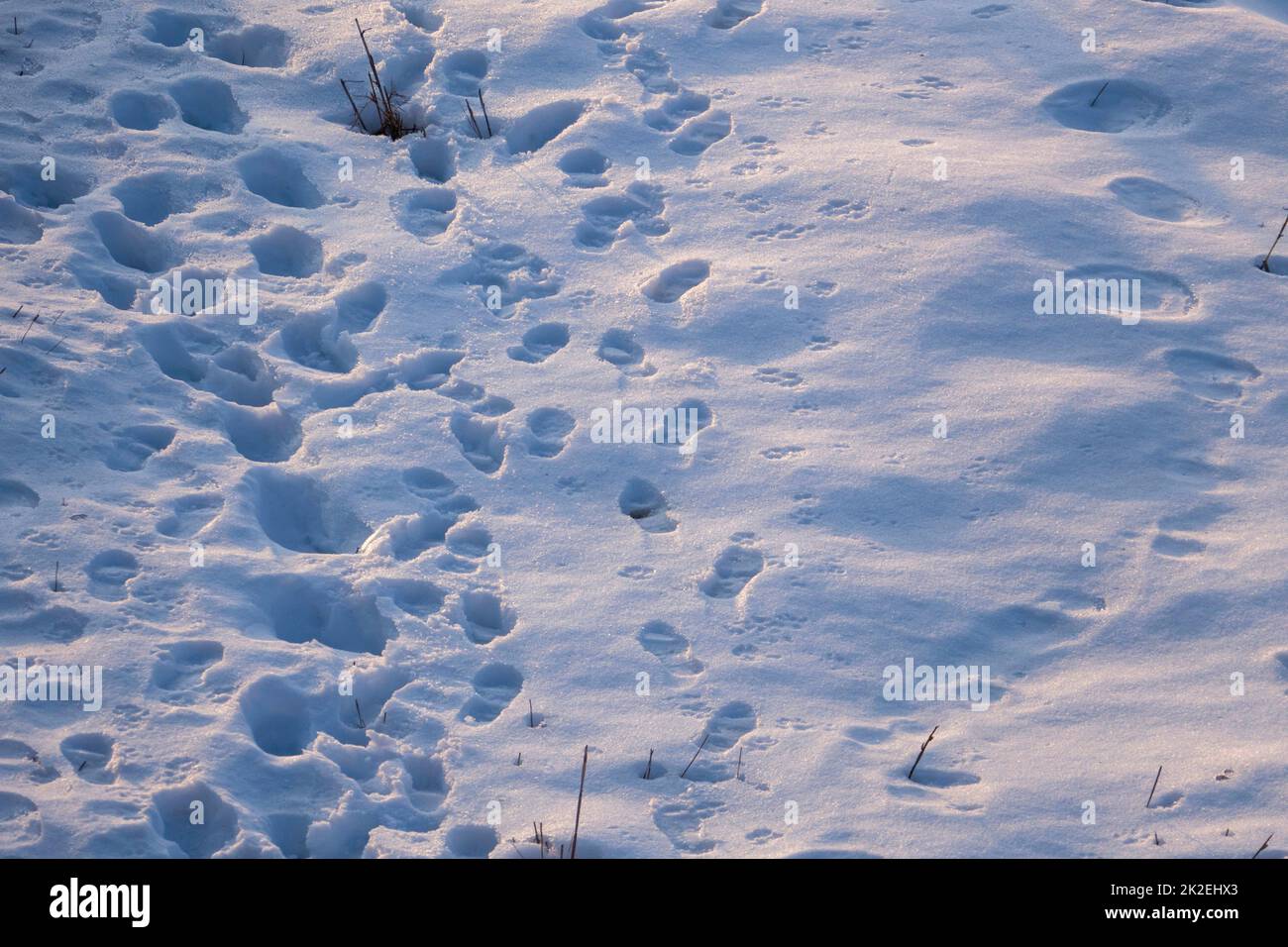 human footprints on the falling snow, shoe prints in the snow, winter