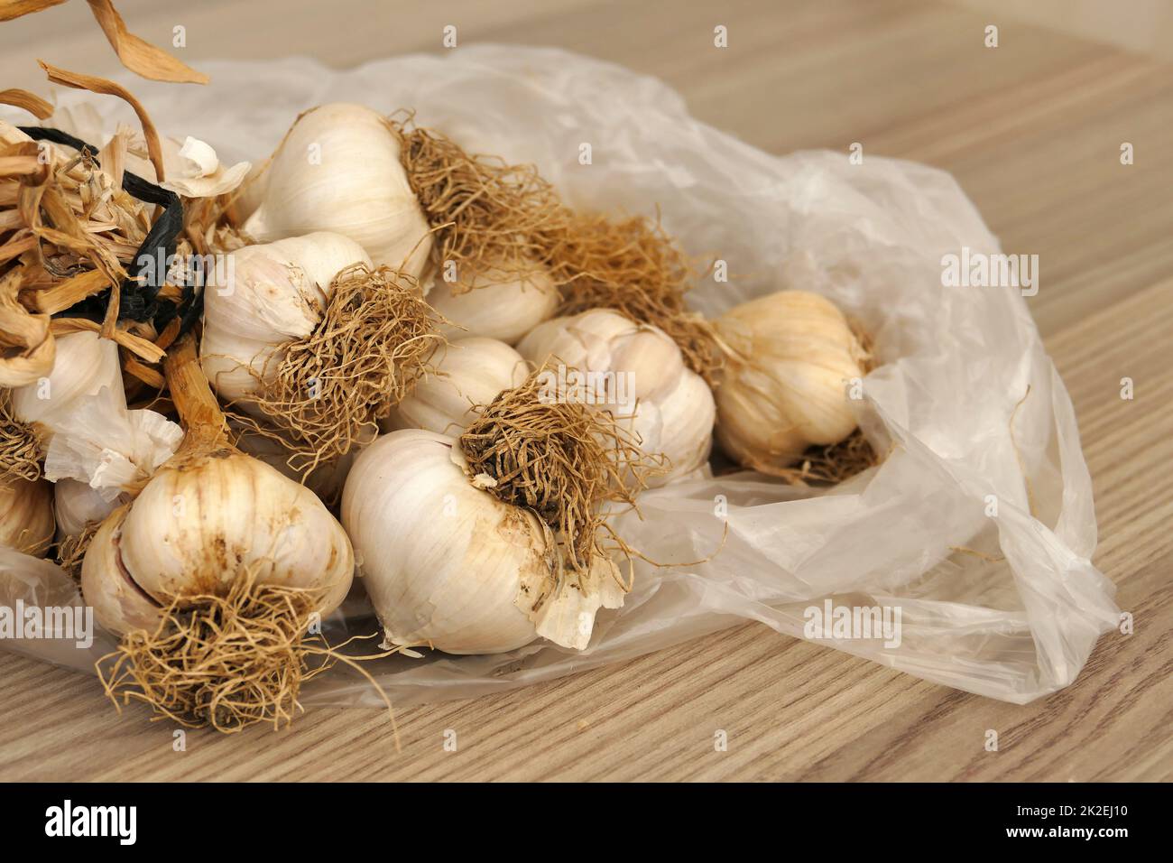 a bunch of dried garlic lots of dried garlic heads,closeup dried