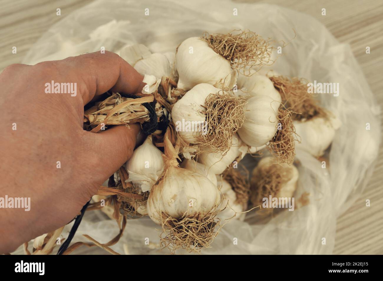 a bunch of dried garlic in a person's hand lots of dried garlic heads