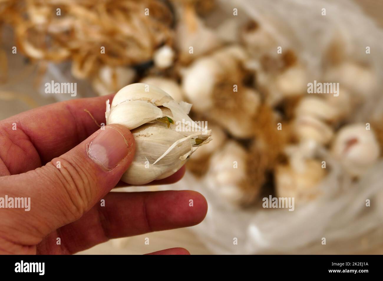 a bunch of dried garlic lots of dried garlic heads,closeup dried