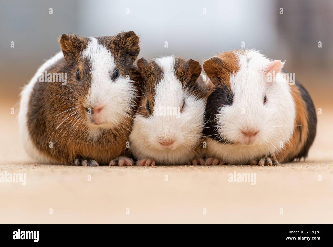 Three guinea pigs on a concrete pavement Stock Photo Alamy