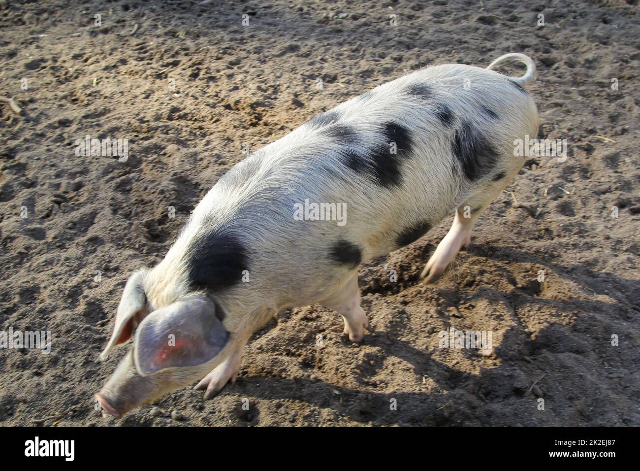 A spotted pig on a farm. Stock Photo