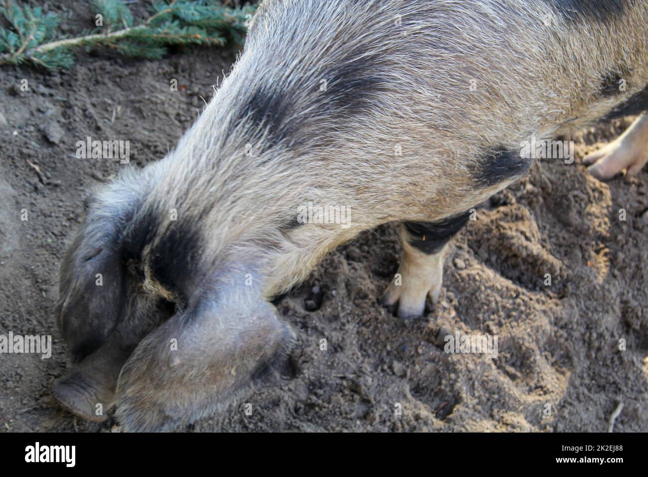 A spotted pig on a farm. Stock Photo