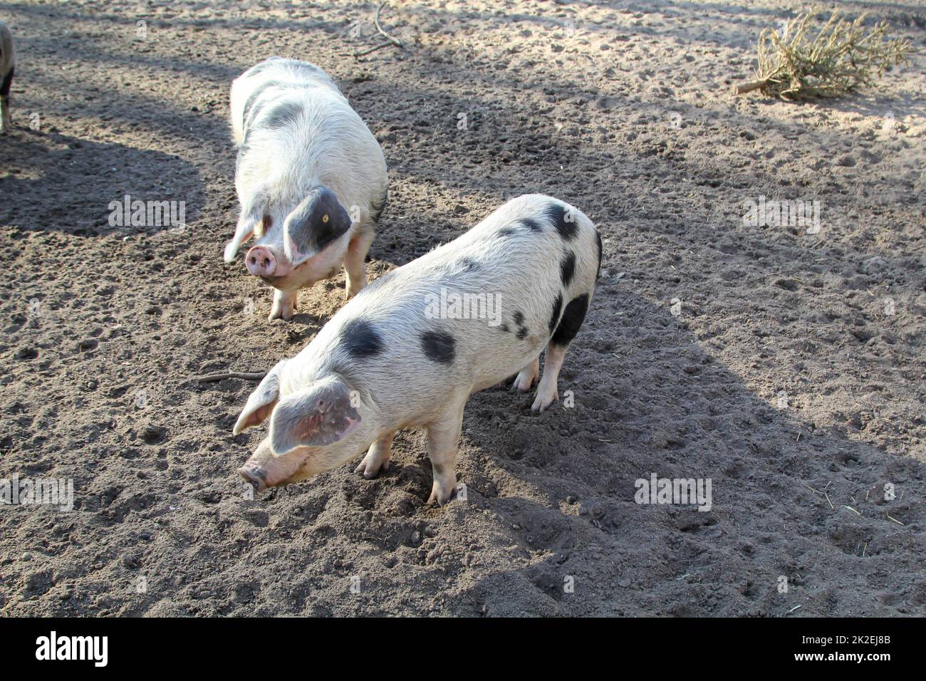 A spotted pig on a farm. Stock Photo