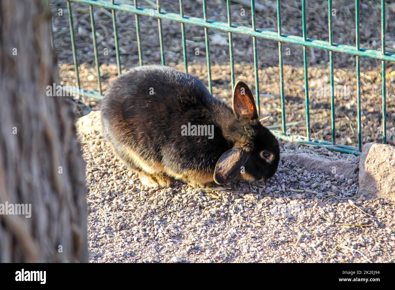 A pygmy rabbit hops around freely in a yard Stock Photo - Alamy