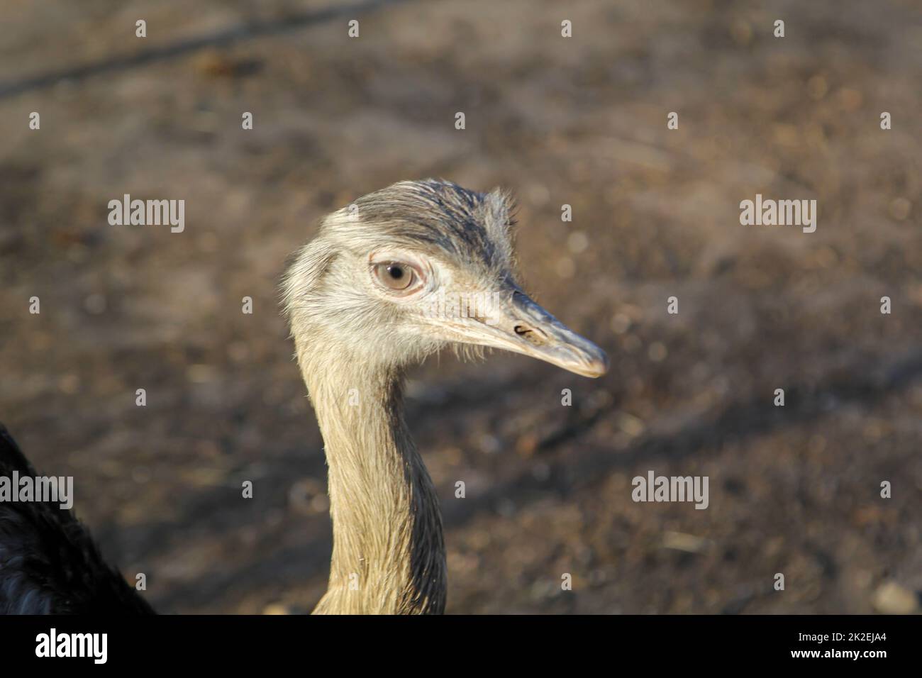 Portrait of a Nandu, a flightless bird. Stock Photo
