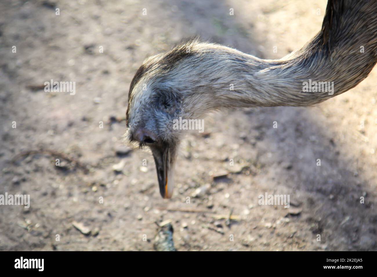 Portrait of a Nandu, a flightless bird. Stock Photo