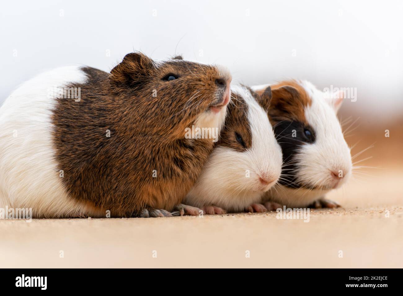 Three guinea pigs on a concrete pavement Stock Photo Alamy
