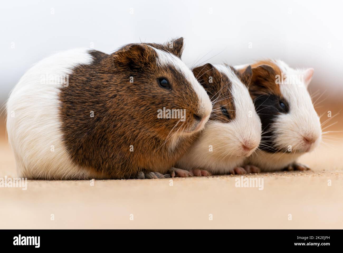 Three guinea pigs on a concrete pavement Stock Photo Alamy