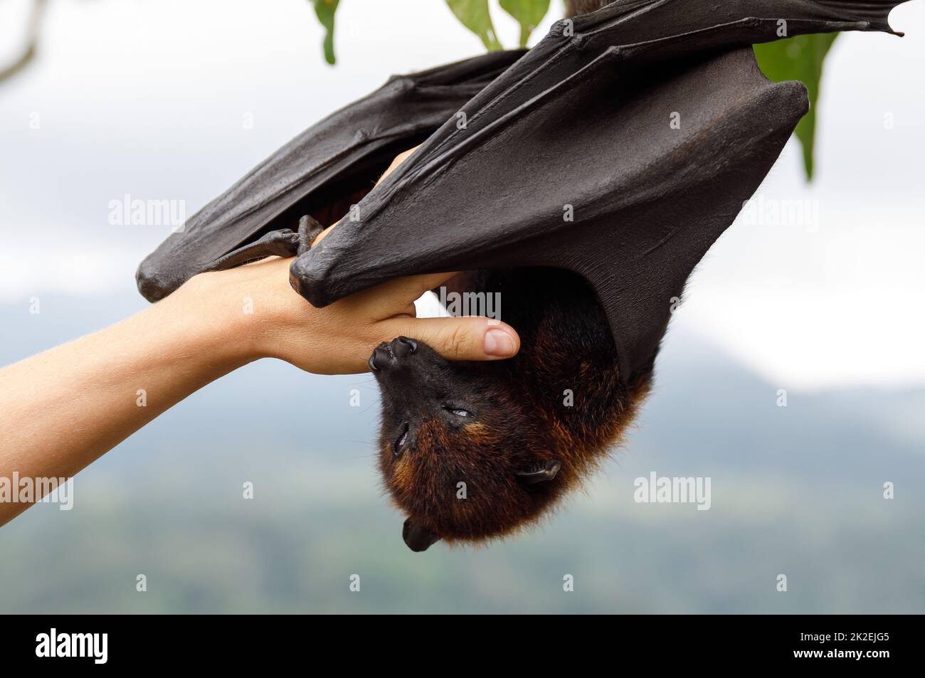 Cute flying fox hanging on the tree Stock Photo