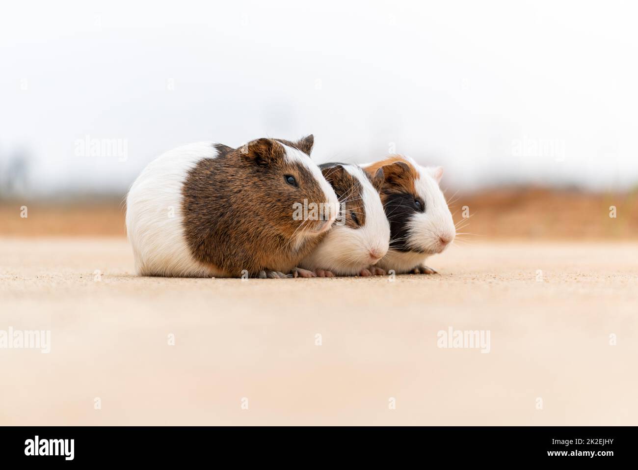 Three guinea pigs on a concrete pavement Stock Photo Alamy