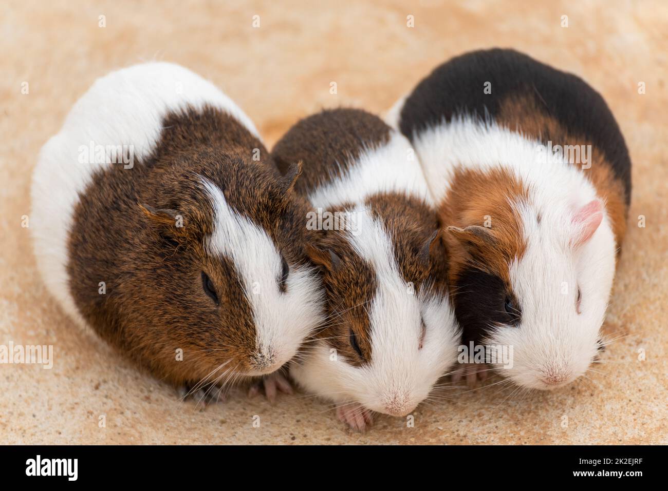 Three guinea pigs on a concrete pavement Stock Photo Alamy