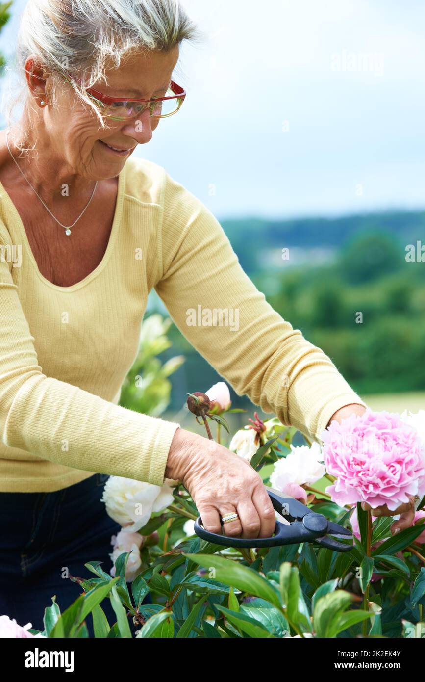 A great way to relax. A smiling senior woman pruning flowers outdoors in the garden. Stock Photo