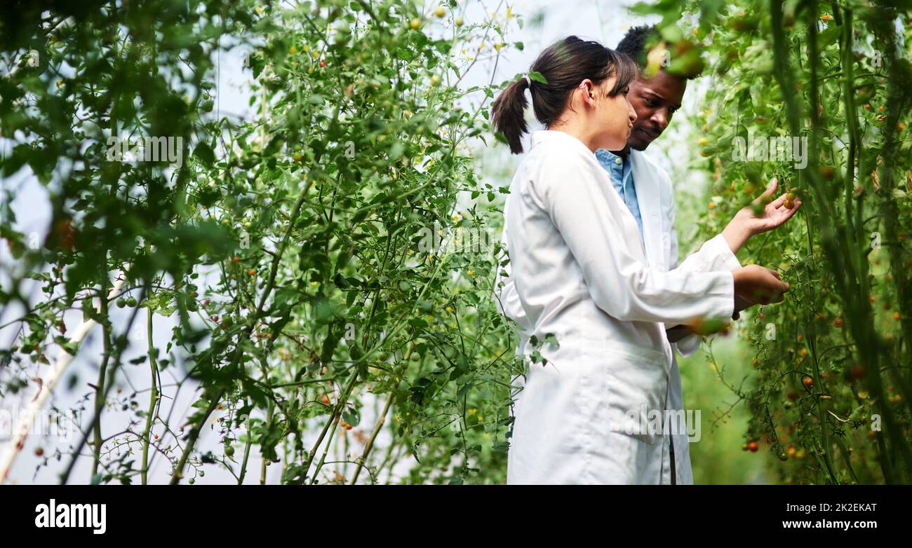 We learn something new from each other everyday. Shot of two young botanists working and studying plants together outdoors in nature. Stock Photo