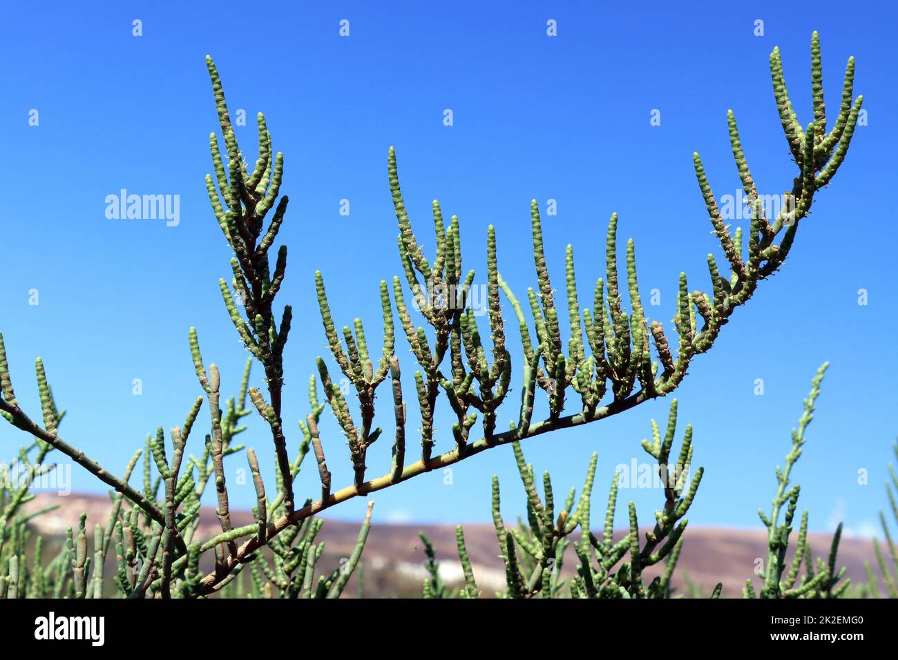 Salzpflanze Sarcocornia fruticosa im Feuchtgebiet Saladar de Jandia Stock Photo
