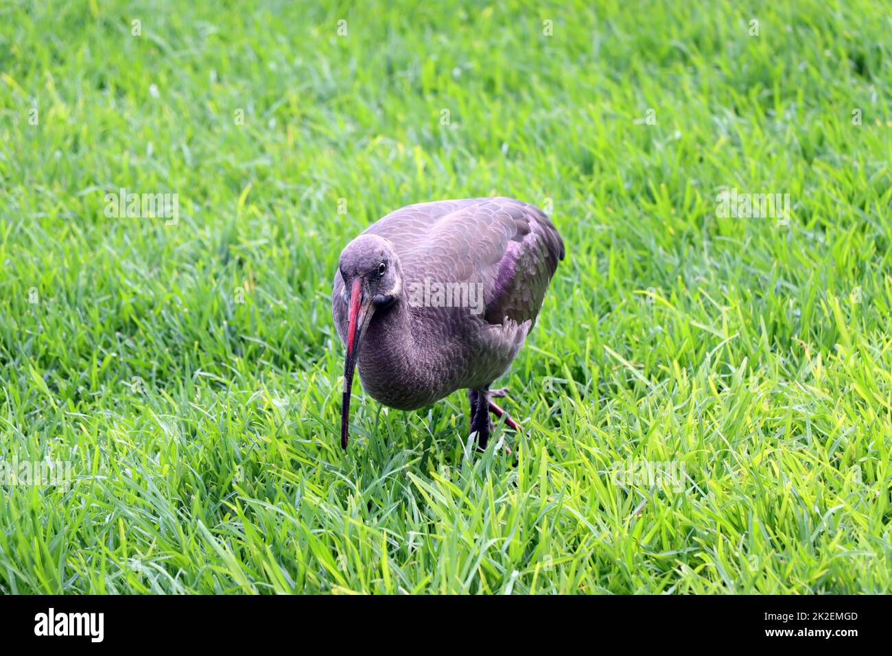 Hagedasch (Bostrychia hagedash) sucht auf einer Wiese nach Futter Stock Photo