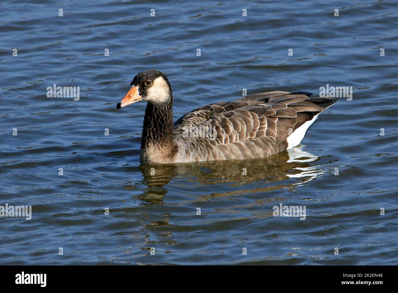 Hybrid goose between Canada goose and Greylag goose, female Stock Photo