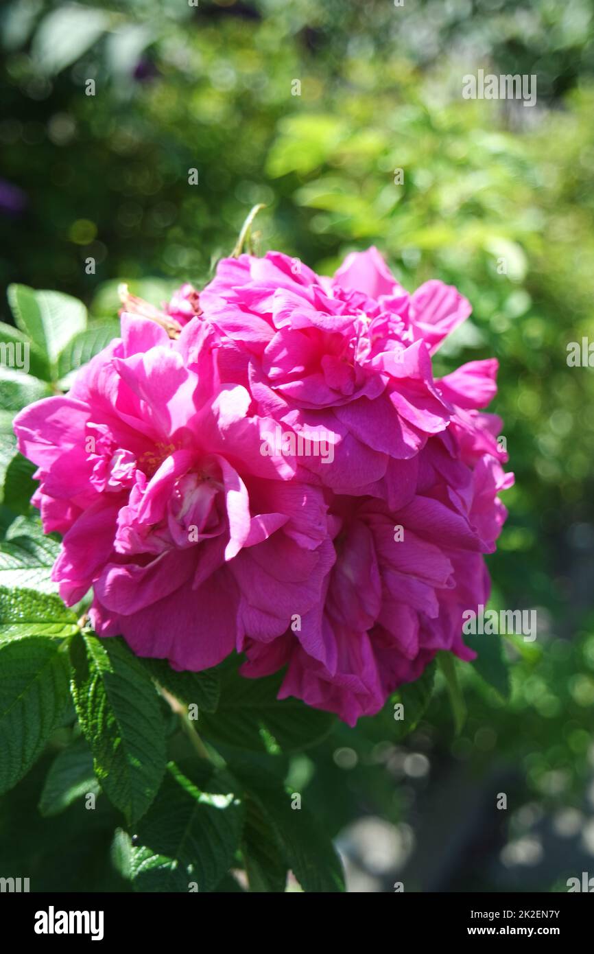 Pink hedging rose Stock Photo