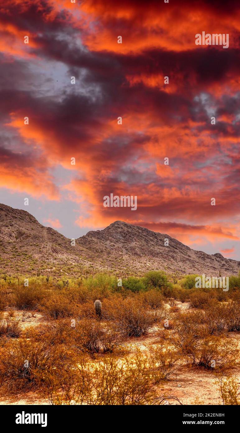 Sonora Desert Sunset Stock Photo