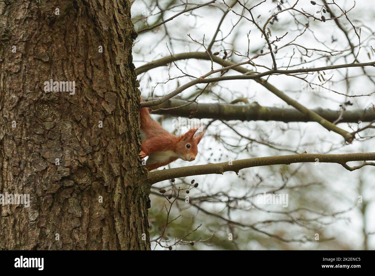 One red squirrel climbs on an oak tree Stock Photo Alamy