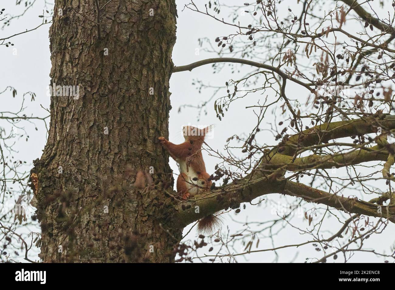 One red squirrel climbs on an oak tree Stock Photo Alamy