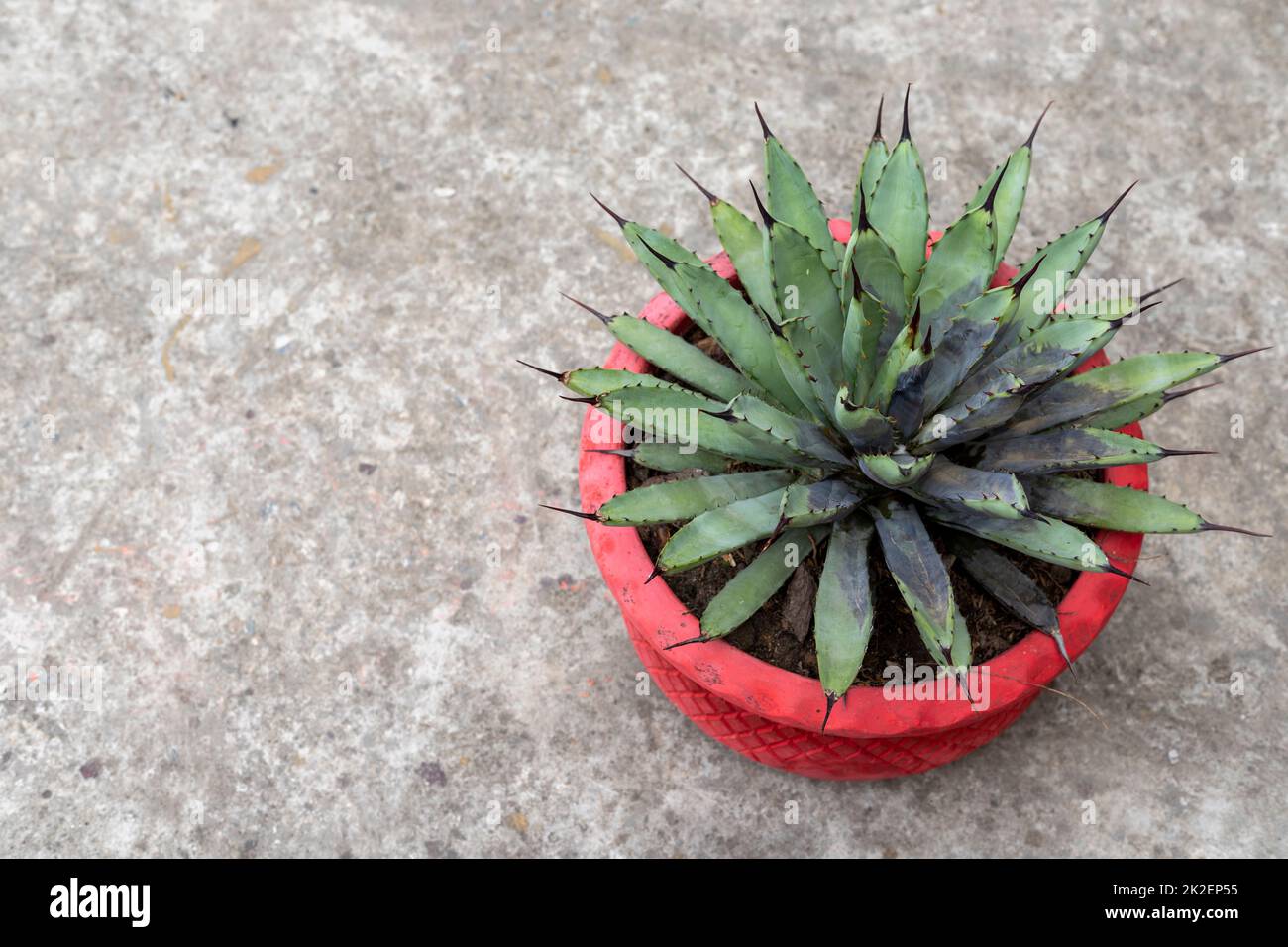 Unhealthy agave in bad condition root rot Stock Photo - Alamy