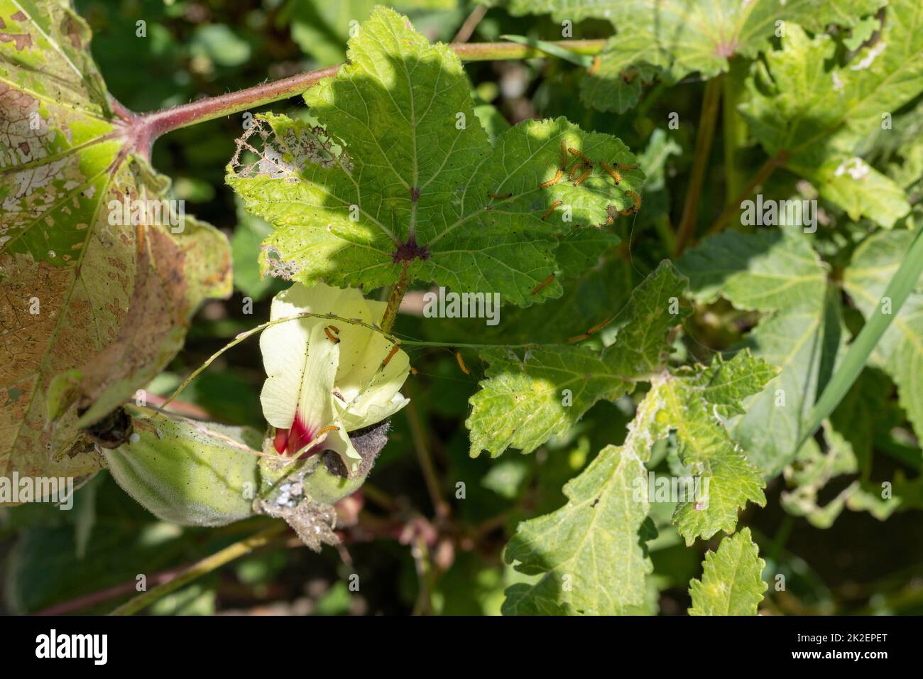 Insects and pests damages the okra crop in the field Stock Photo