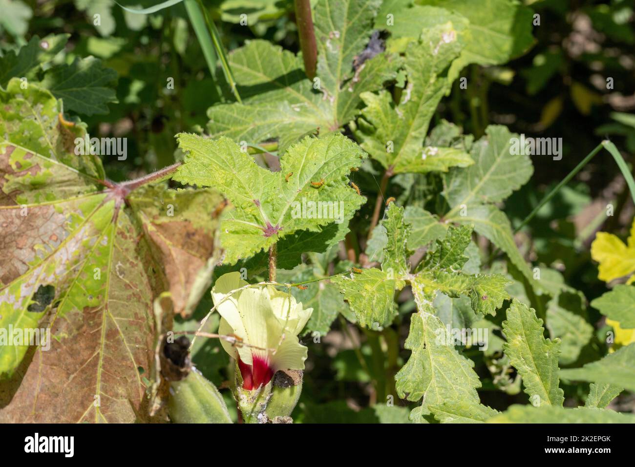 Insecticides and pests attack on a ladyfinger plants Stock Photo