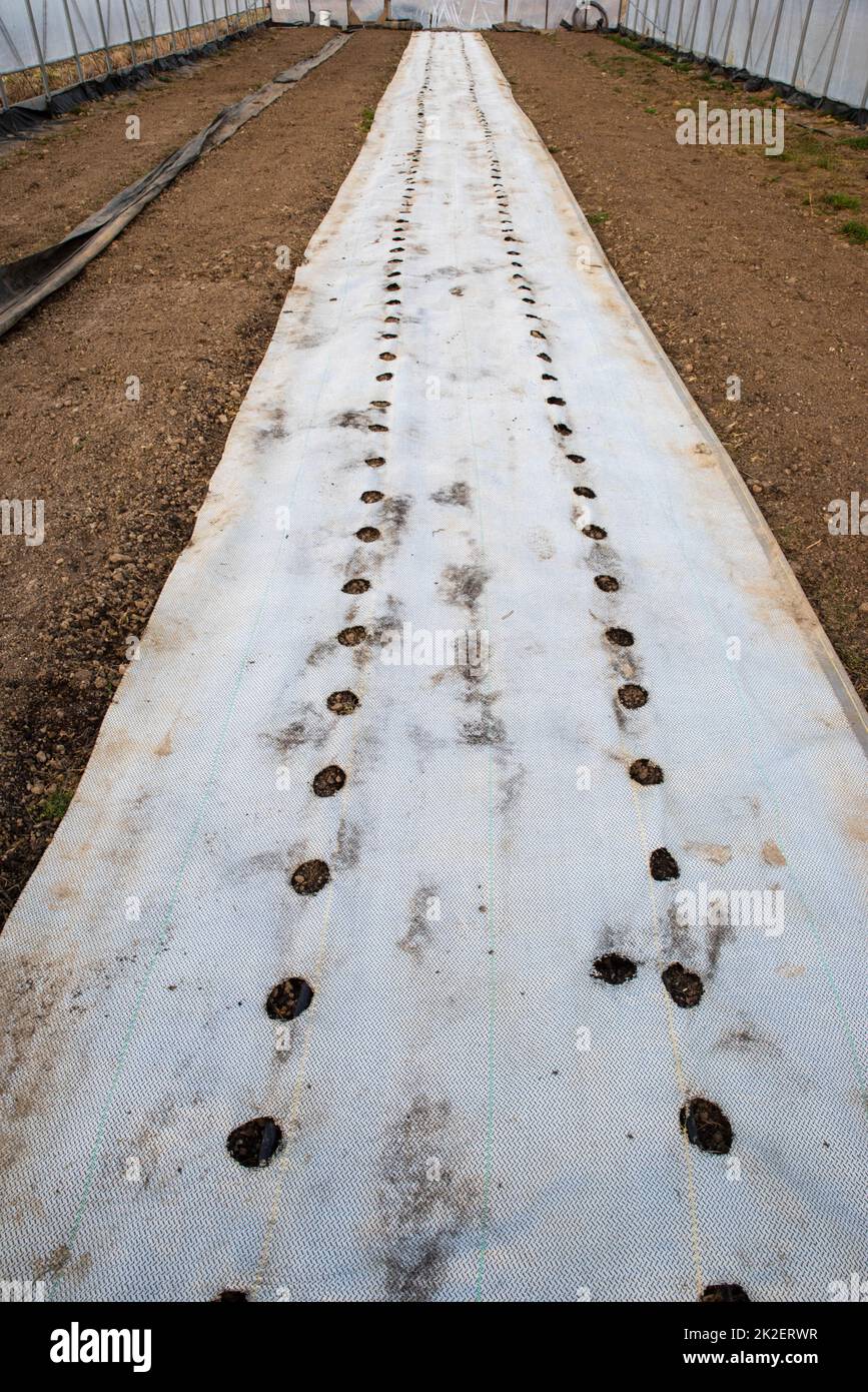 Soil in vegetable greenhouse prepared with row covers Stock Photo - Alamy