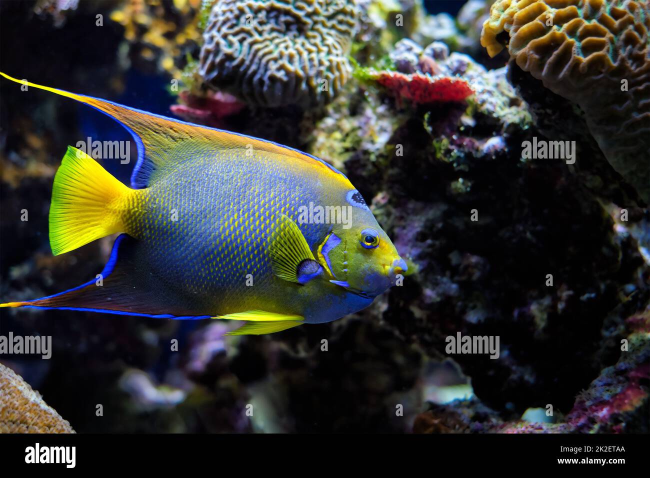 Queen angelfish Holacanthus ciliaris, also known as the blue angelfish