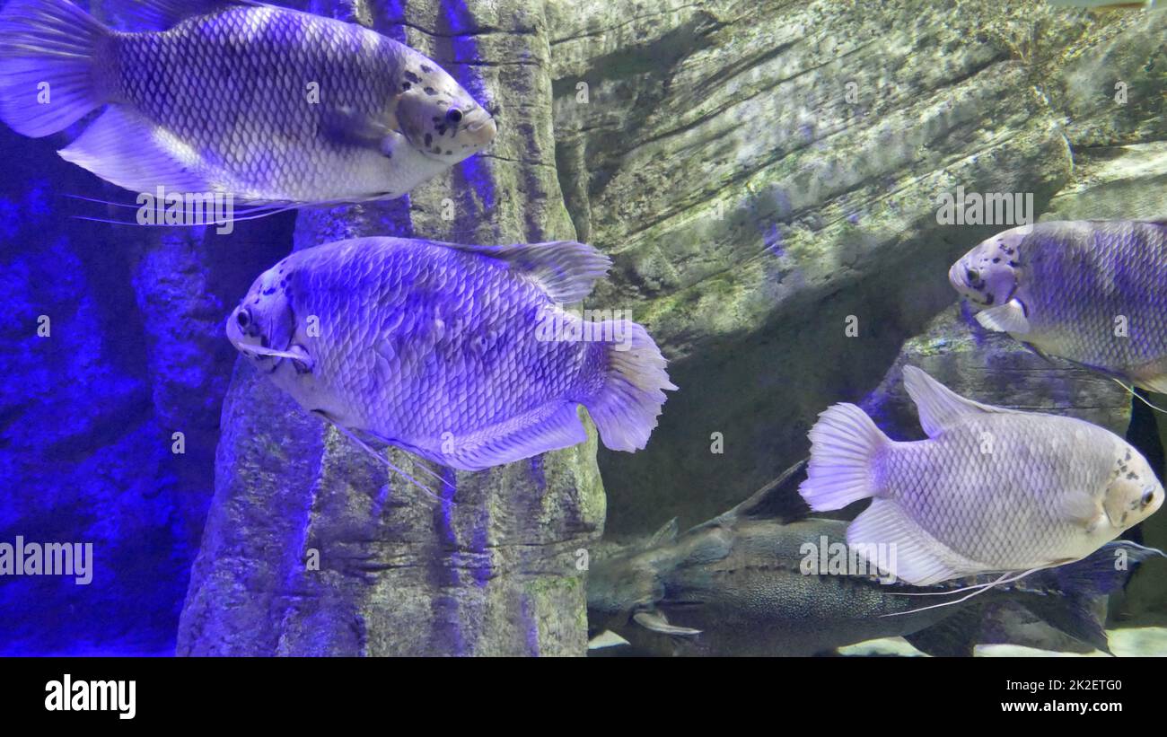 fish in aquarium Stock Photo