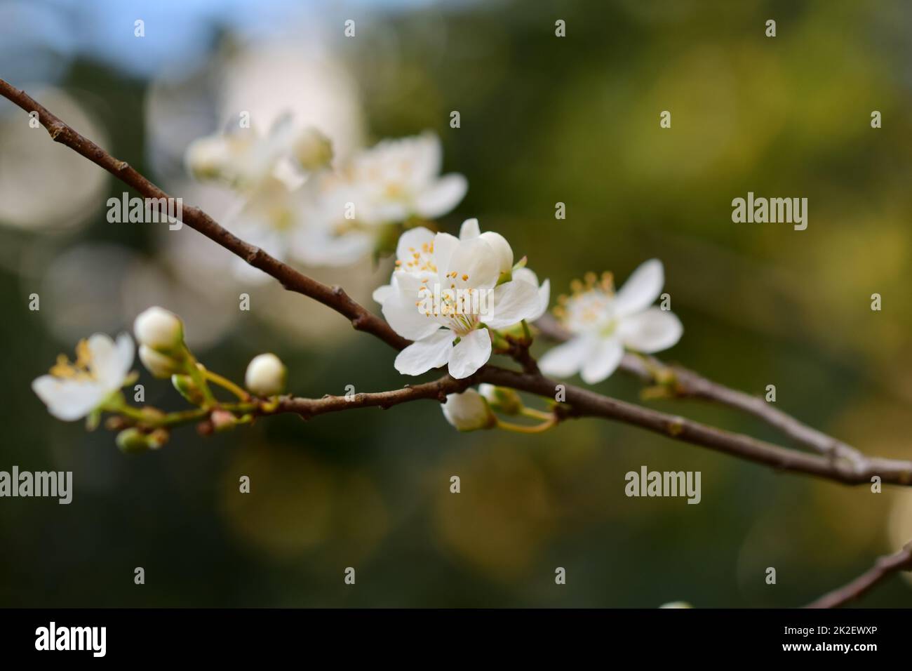 Close up of white blossoms against a brown and green blurred background Stock Photo