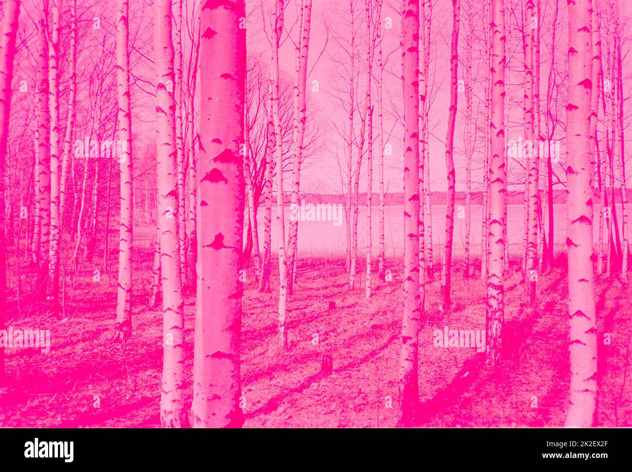 pink magic forest Stock Photo - Alamy