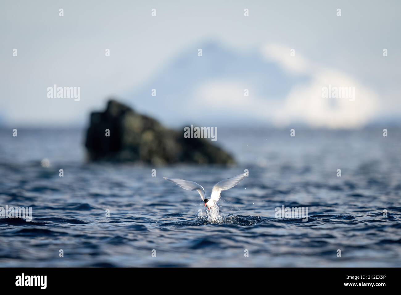 Antarctic tern hits ocean to catch fish Stock Photo