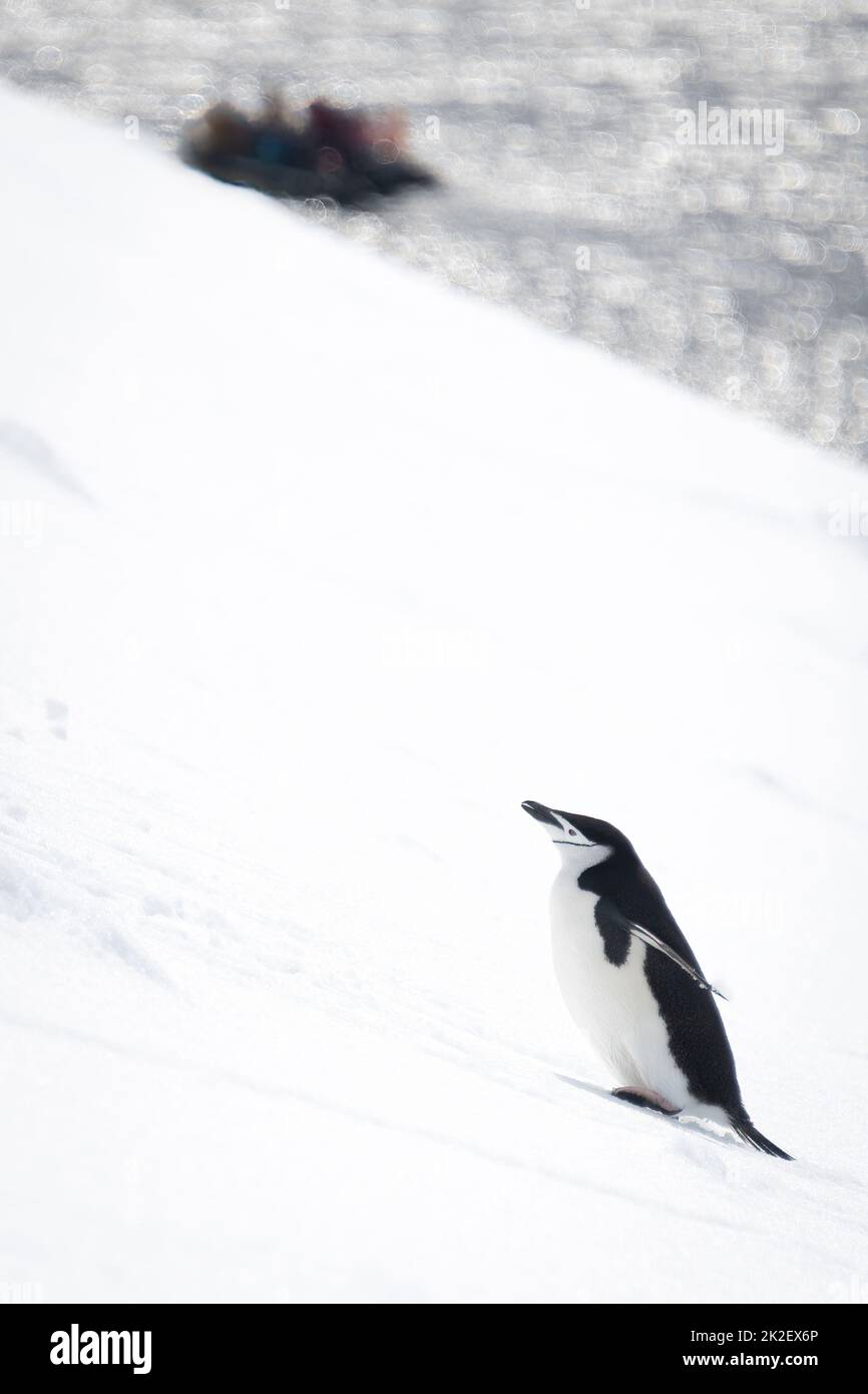 Chinstrap penguin climbs snowy slope near inflatable Stock Photo
